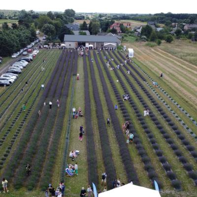 I Piknik Lawendowy – Odpocznij wśród lawendy