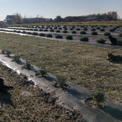Lawenda w pierwszym roku bardzo dobrze nam rosła pilnowana przez 3 tygrysy.