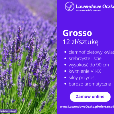 Lawenda Grosso