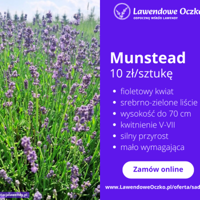 Lawenda ‘Munstead’