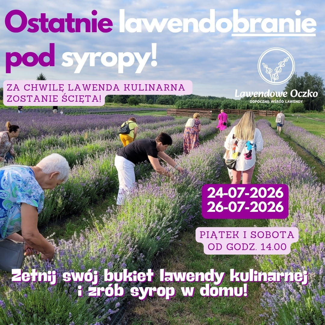 Ostatnie lawendobranie pod syropy!